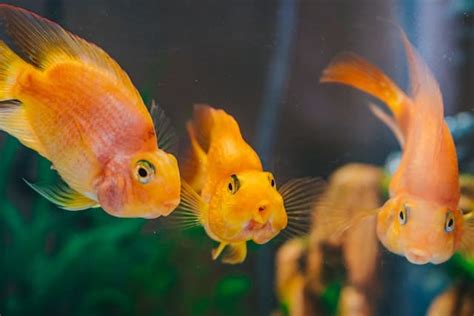 養魚 種類|【養魚 種類】進入水族世界：新手養魚必看清單，各種淡水觀賞。